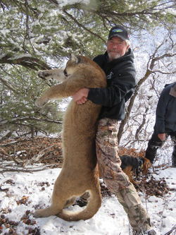 Flying J Mountain Lion