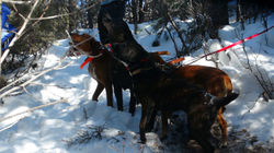 Flying J Mountain Lion Dogs