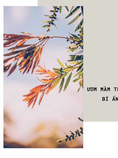 ƯƠM MẦM TRONG BÍ ẨN