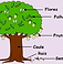 partes-da-planta-kids-og.webp