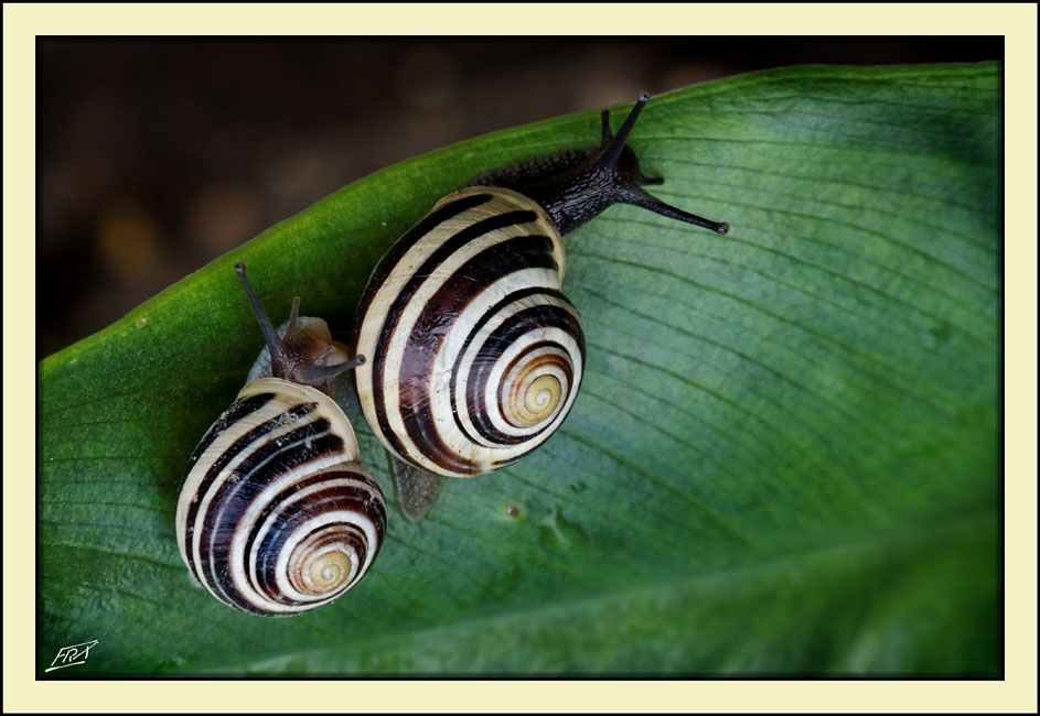 Escargot des jardins