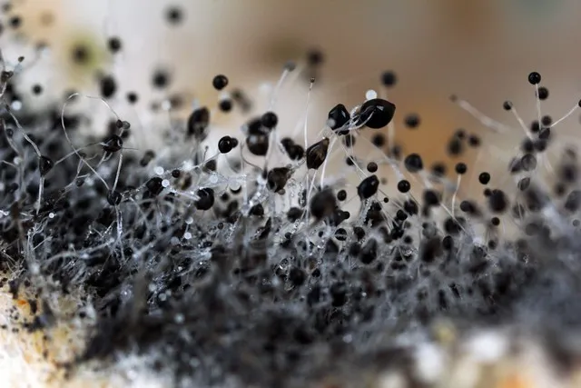 The most dangerous mold found in your home - Dansel Restoration