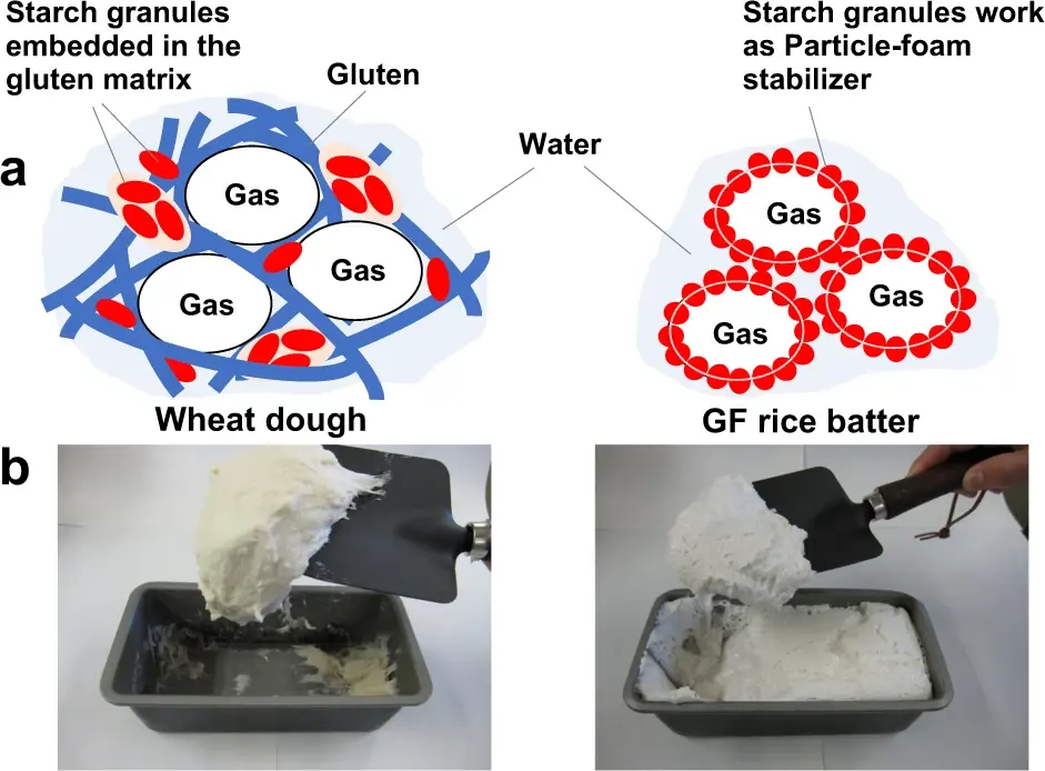 A diagram comparing the structure of wheat (a food with gluten), and a rice (non gluten) alternative. Starch granules are embedded in the gluten matrix, holding gas bubbles in place in wheat dough. In rice batter, starch granules hold gas bubbles in place, foregoing a gluten matrix.