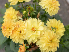 The Fire That Began It All