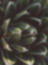 A green plant