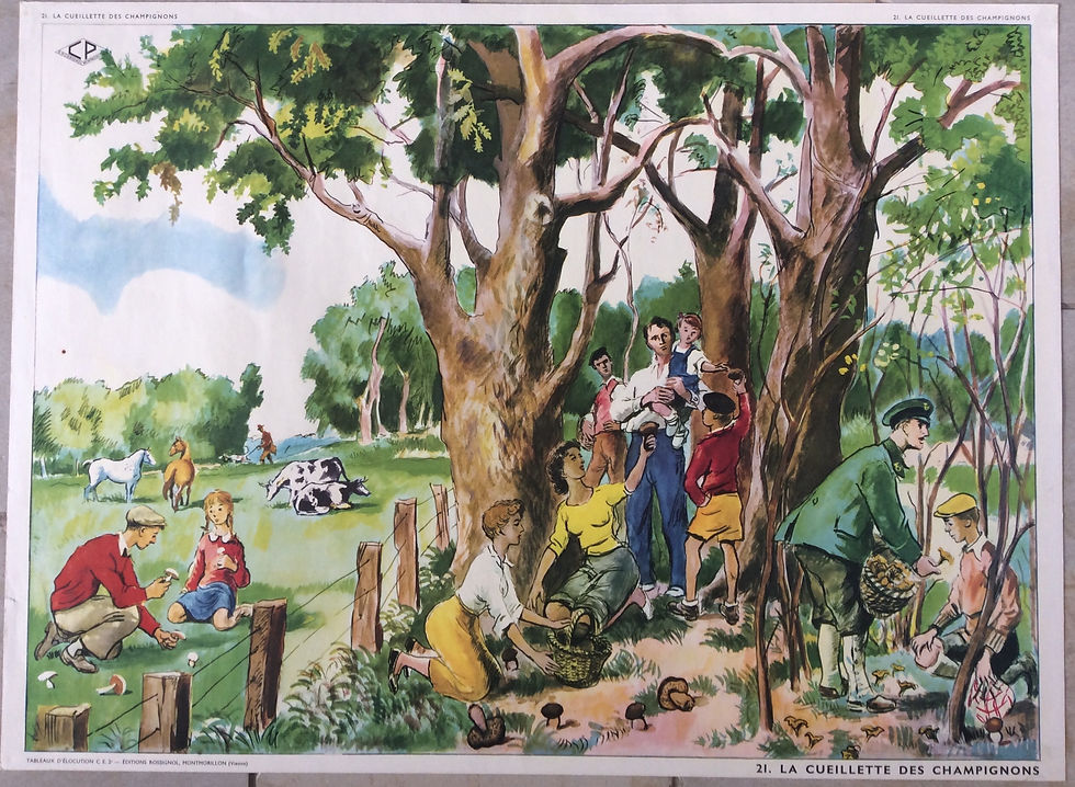 Affiche scolaire cueillette des champignons