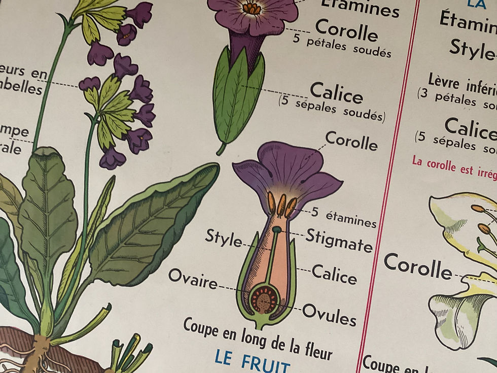 Affiche scolaire primulacées labiées