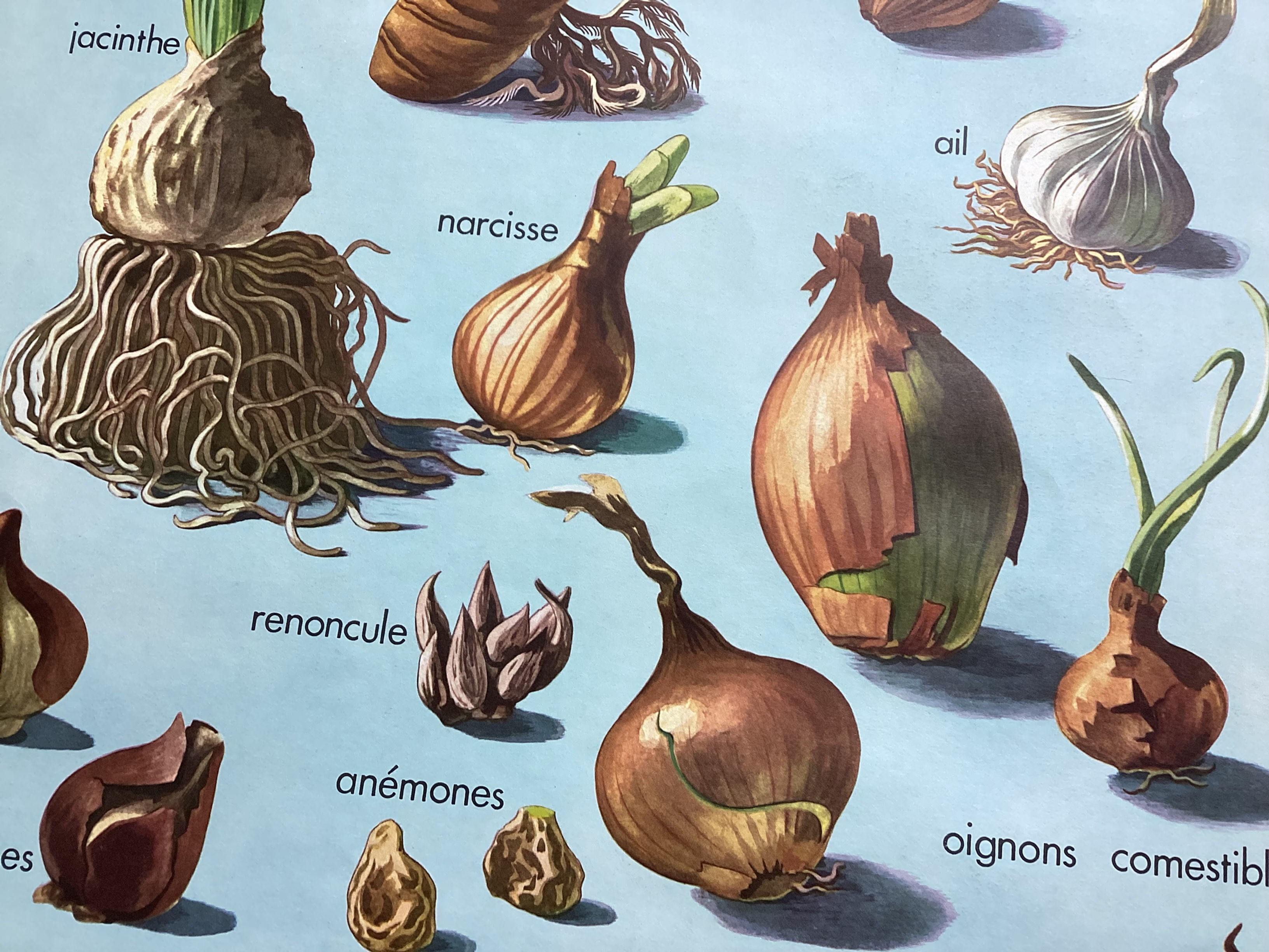 affiche scolaire rossignol L’oignon