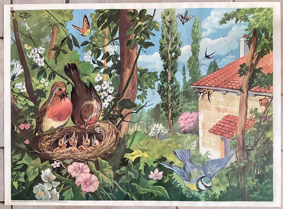 Miniature : Affiche scolaire vintage les oiseaux