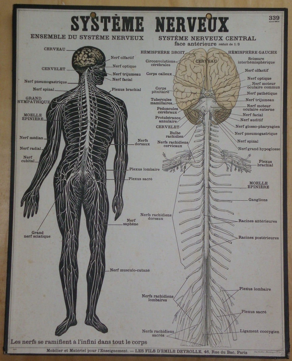 Planche Deyrolle ensemble du système nerveux