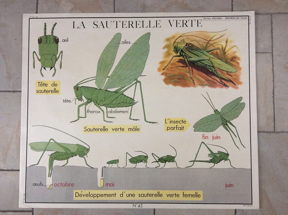 Miniature : Affiche scolaire vintage la sauterelle verte