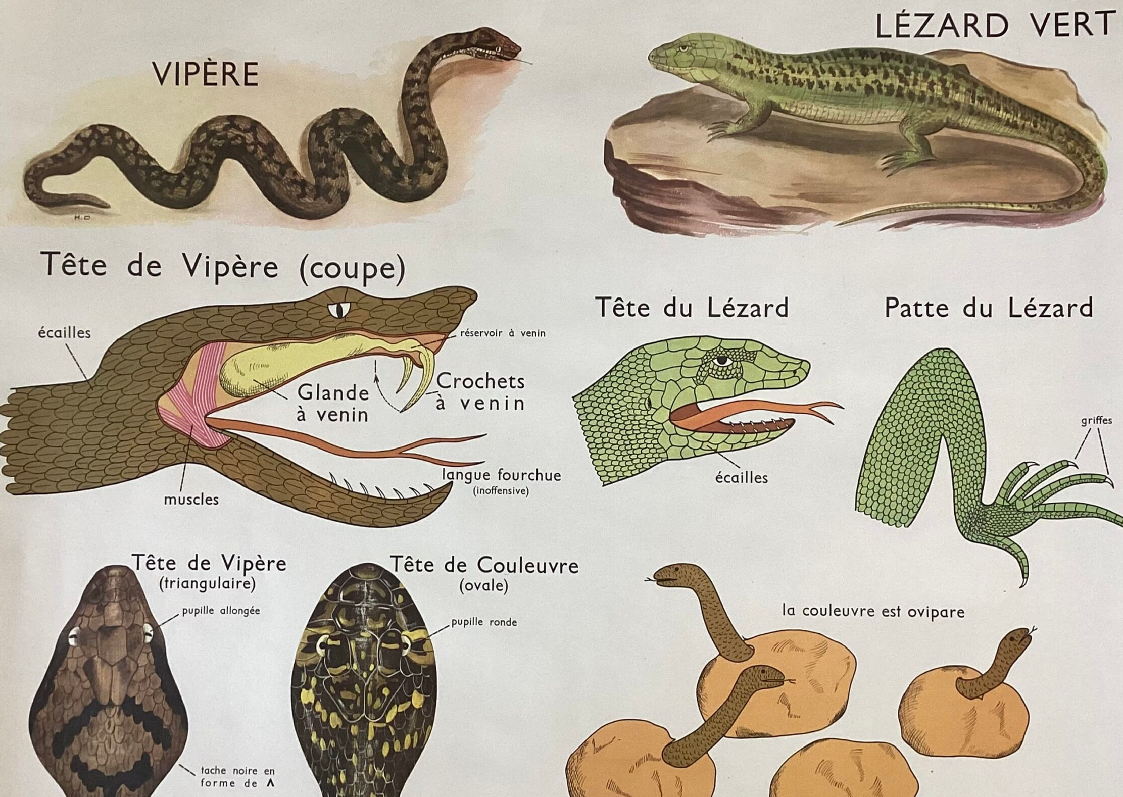 Affiche scolaire rossignol la vipère et le lézard