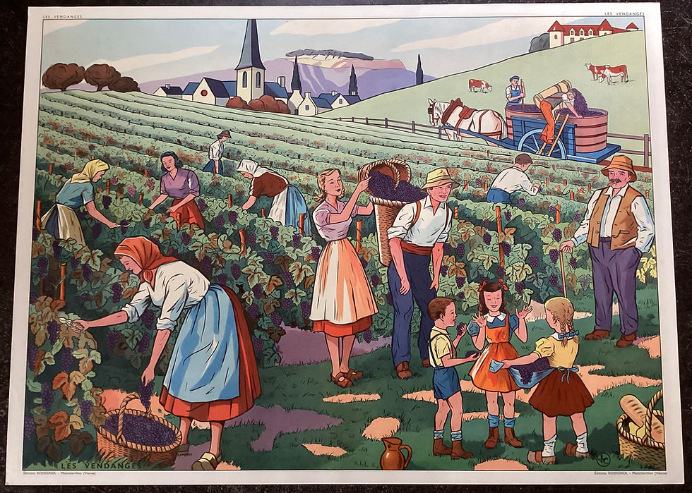 Miniature : affiche scolaire ancienne sur les vendanges