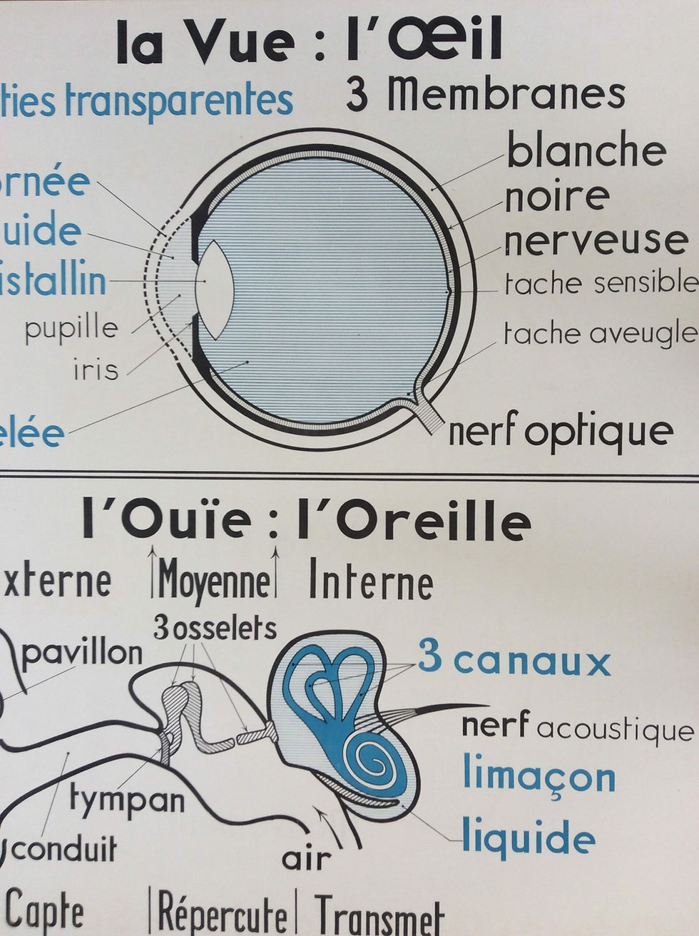 LA VUE ET L’OUÏE / L’ODORAT ET LE GOÛT