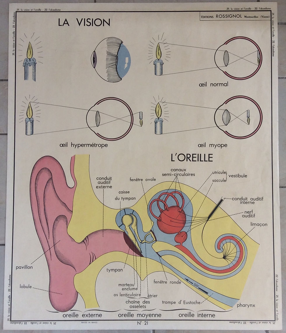 Miniature : Affiche scolaire ancienne la vision et l’ouïe
