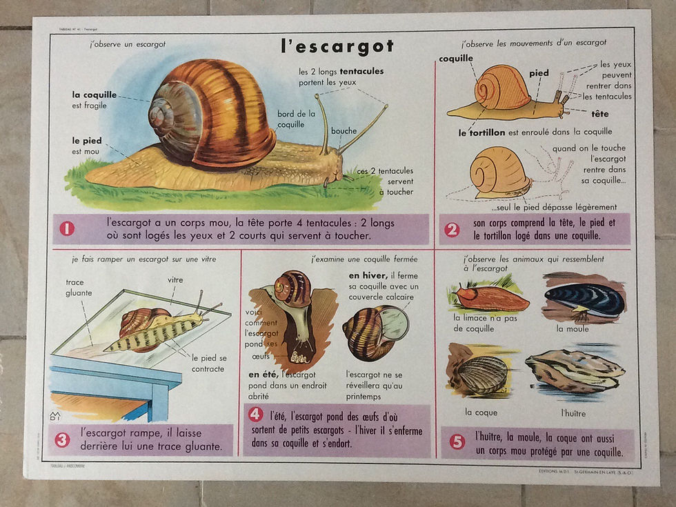 Miniature : Affiche scolaire l’escargot