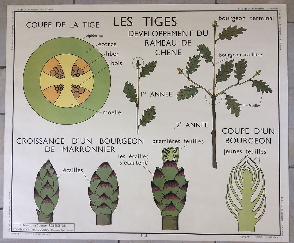 Miniature : affiche scolaire botanique les tiges