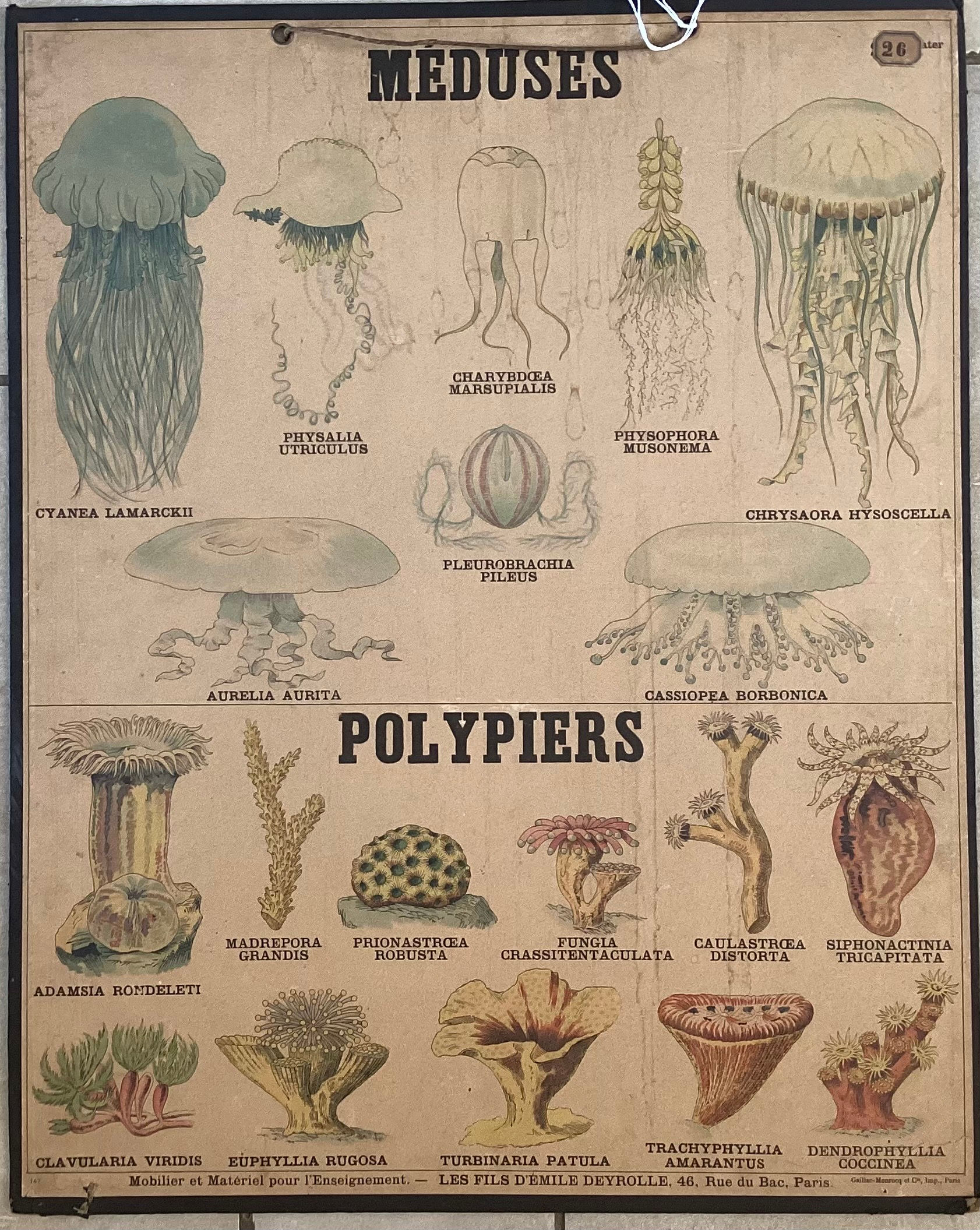 Planche Deyrolle méduses polypiers