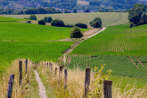 Terrain of hilly countryside in Zuid-Limburg, Agriculture and farmland with young Maize or