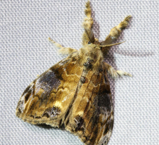 ヒメシロモンドクガ