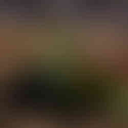 片山清美さんのビオラ