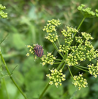 アカスジカメムシ