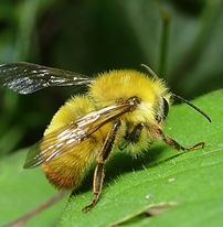 コマルハナバチ