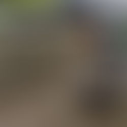 ドライストーンウォールの積み方試験