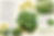ツワブキ Leopard Plant / Farfugium