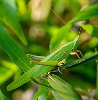 クビキリギリス