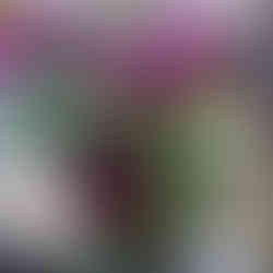 庭人ビオラ かぶき