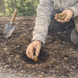 森で採取した実生を植える