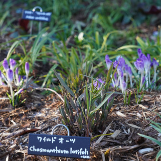 ワイルドオーツ