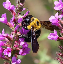 キムネクマバチ(黄胸熊蜂）