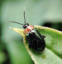 メリケントビハムシ