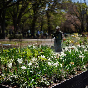 東京パークガーデンアワード　第3回『砧公園　てんとう虫たちの食卓」4月はじめの様子