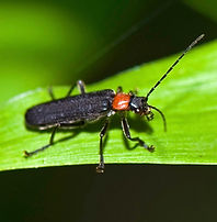 ホタルカミキリ