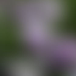 芳垣作品