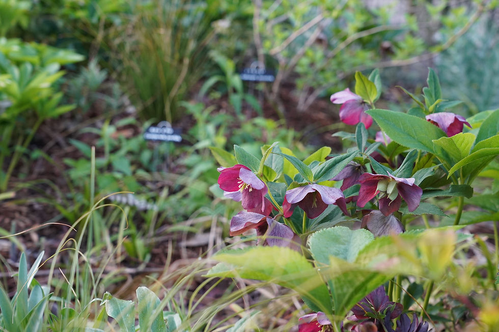 クリスマスローズ