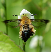 オオモモブトスカシバ