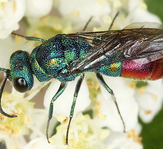 オオセイボウ（大青蜂）