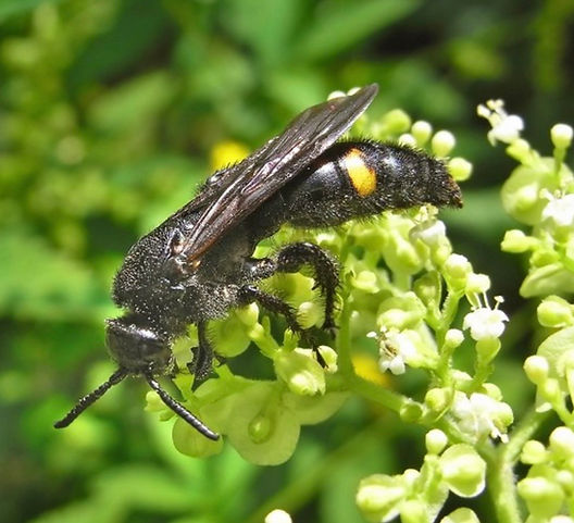 キオビツチバチ（黄帯土蜂）