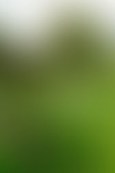 「ピーターシャムナーサリーズ」プライベートガーデン宿根草の庭