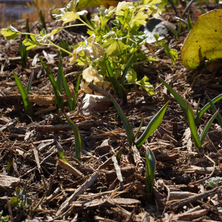 原種系チューリップ