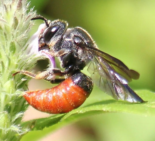 ハラアカハキリバチ（腹 赤葉切蜂）