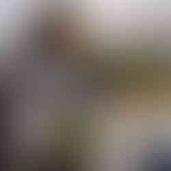 育種sibling 庭人ビオラ