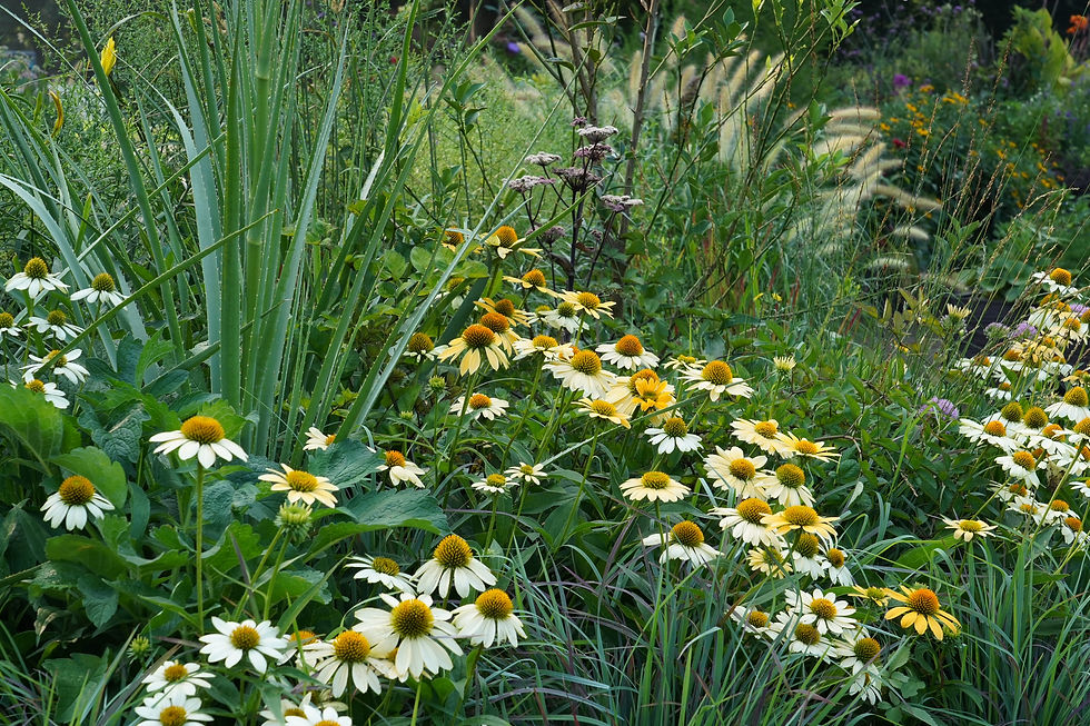 東京の夏 西陽の中で咲くエキナセア メローイエロー(砧公園のガーデン)