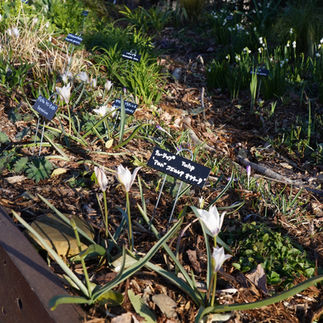 Tulipa acuminata, Alba coerulea oculata