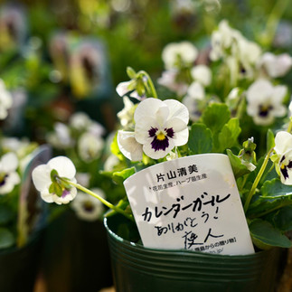 庭人ビオラ カレンダーガール