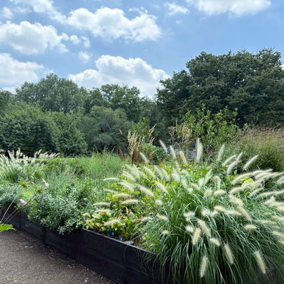 東京　砧公園　ナチュラルガーデン　宿根草　夏の植栽風景　ドライガーデン